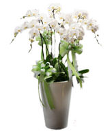 White Orchids 100cmX50cm
